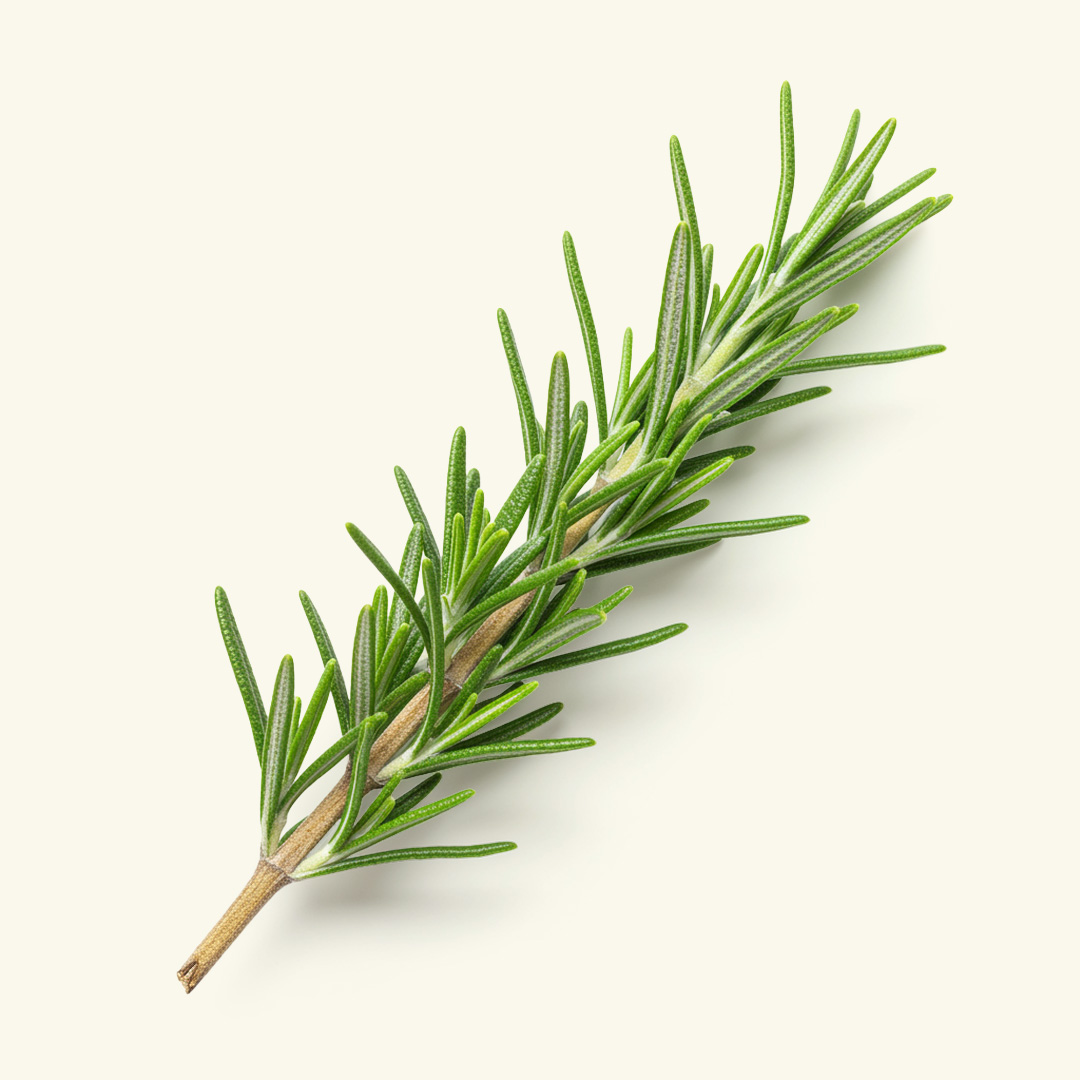 Rosemary Sprig